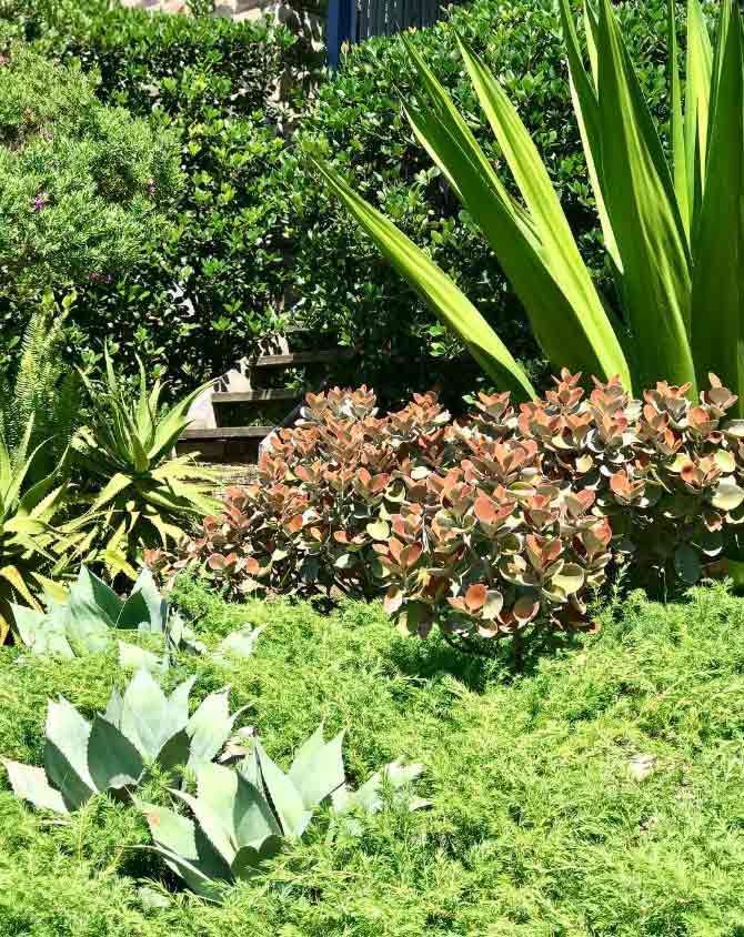 A Garden Filled With Lots Of Plants And Bushes — The Garden Folk In Lennox Head, NSW