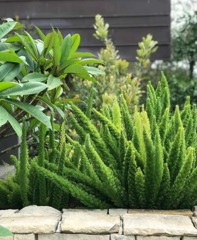 A Garden Filled With Lots Of Green Plants And A Stone Wall — The Garden Folk In Alstonville, NSW
