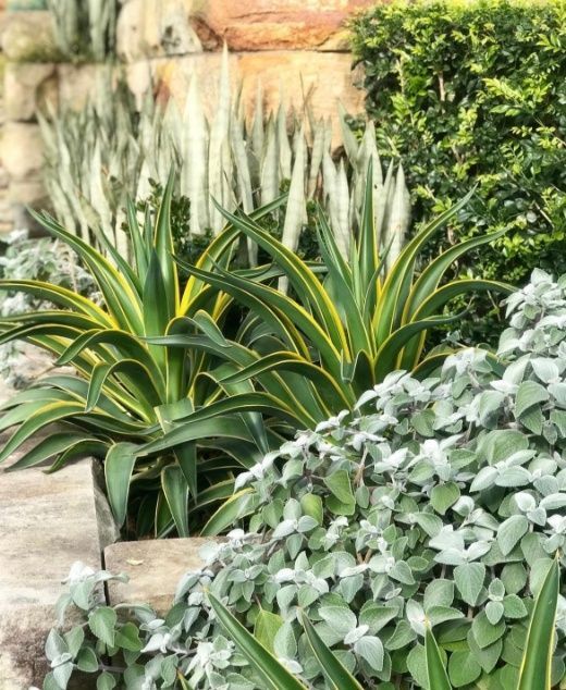 A Garden Filled With Lots Of Plants And Flowers — The Garden Folk In Ballina, NSW