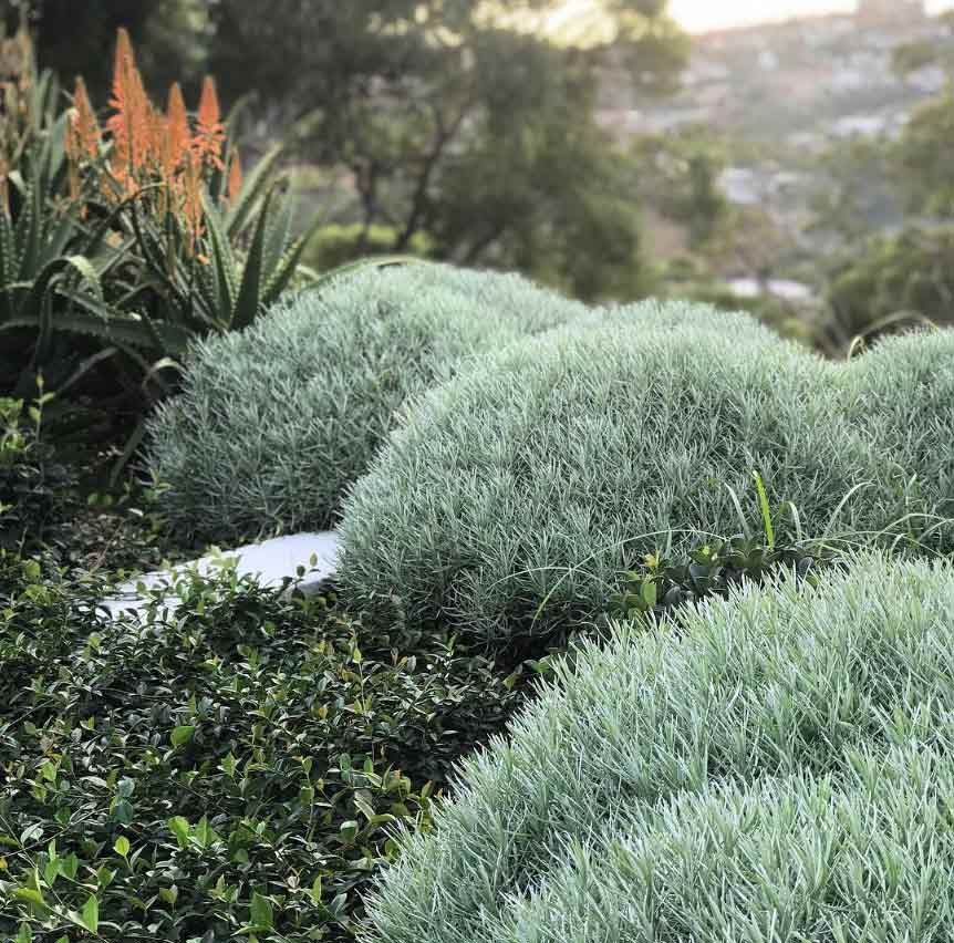 A Garden Filled With Lots Of Green Plants And Flowers — The Garden Folk In Suffolk Park, NSW
