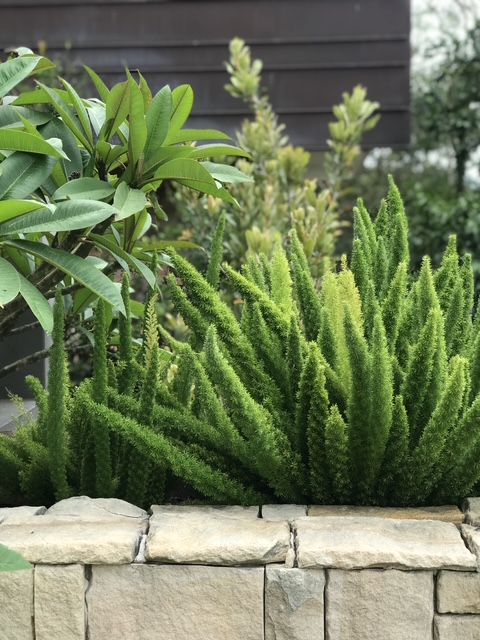 A Garden Filled With Lots Of Plants And Flowers With A House In The Background — The Garden Folk In Ballina, NSW