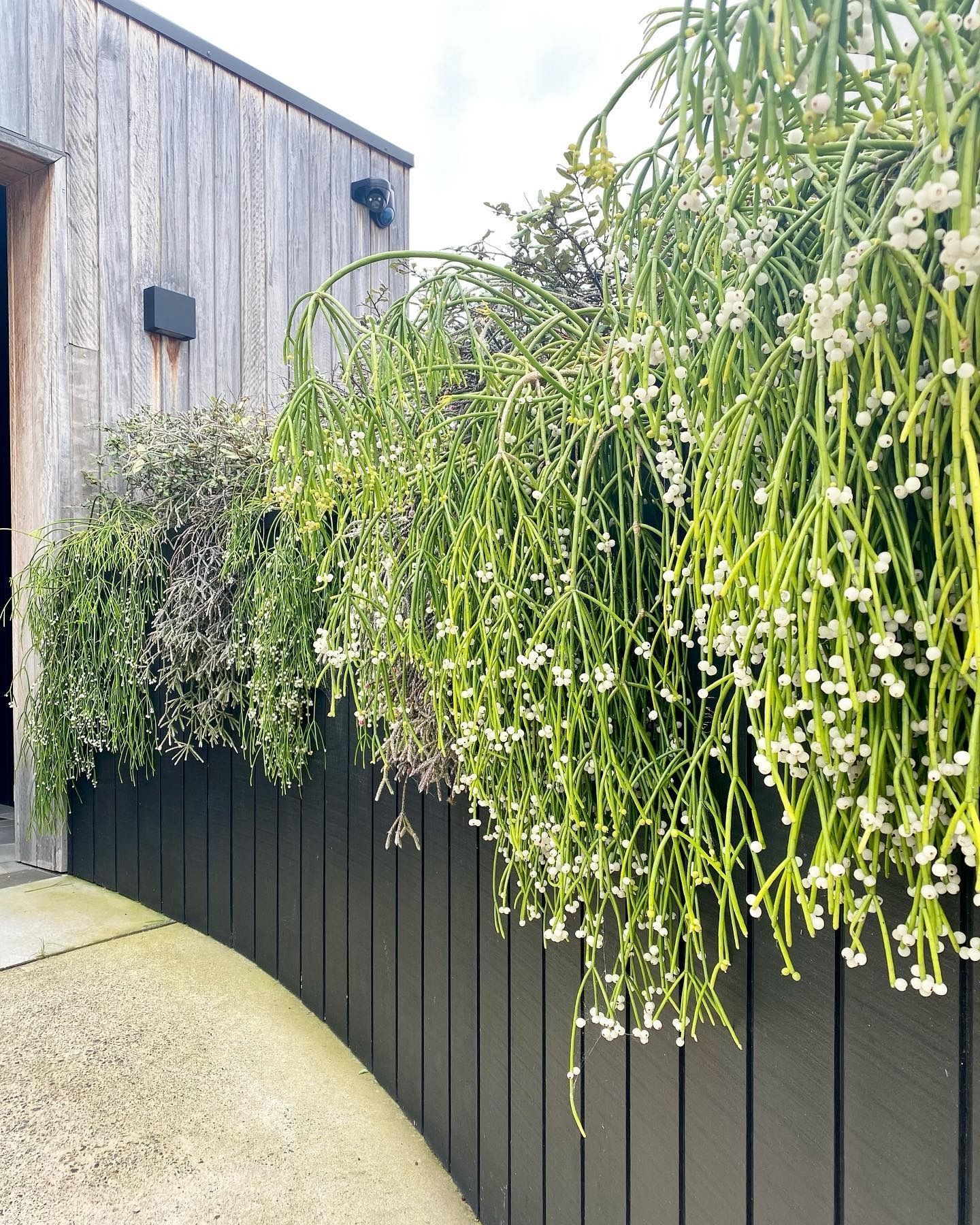 A Backyard With A Stone Wall And A Black Fence — The Garden Folk In Byron Bay, NSW
