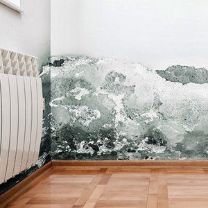 Rising damp can damage your walls
