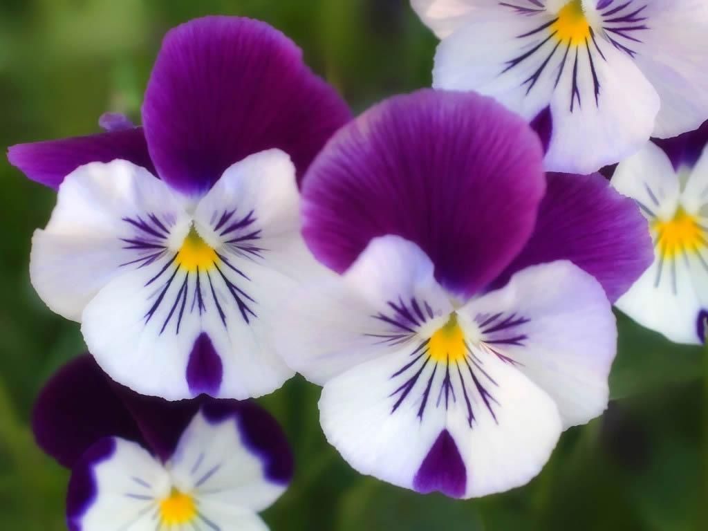 Fiori di Bach