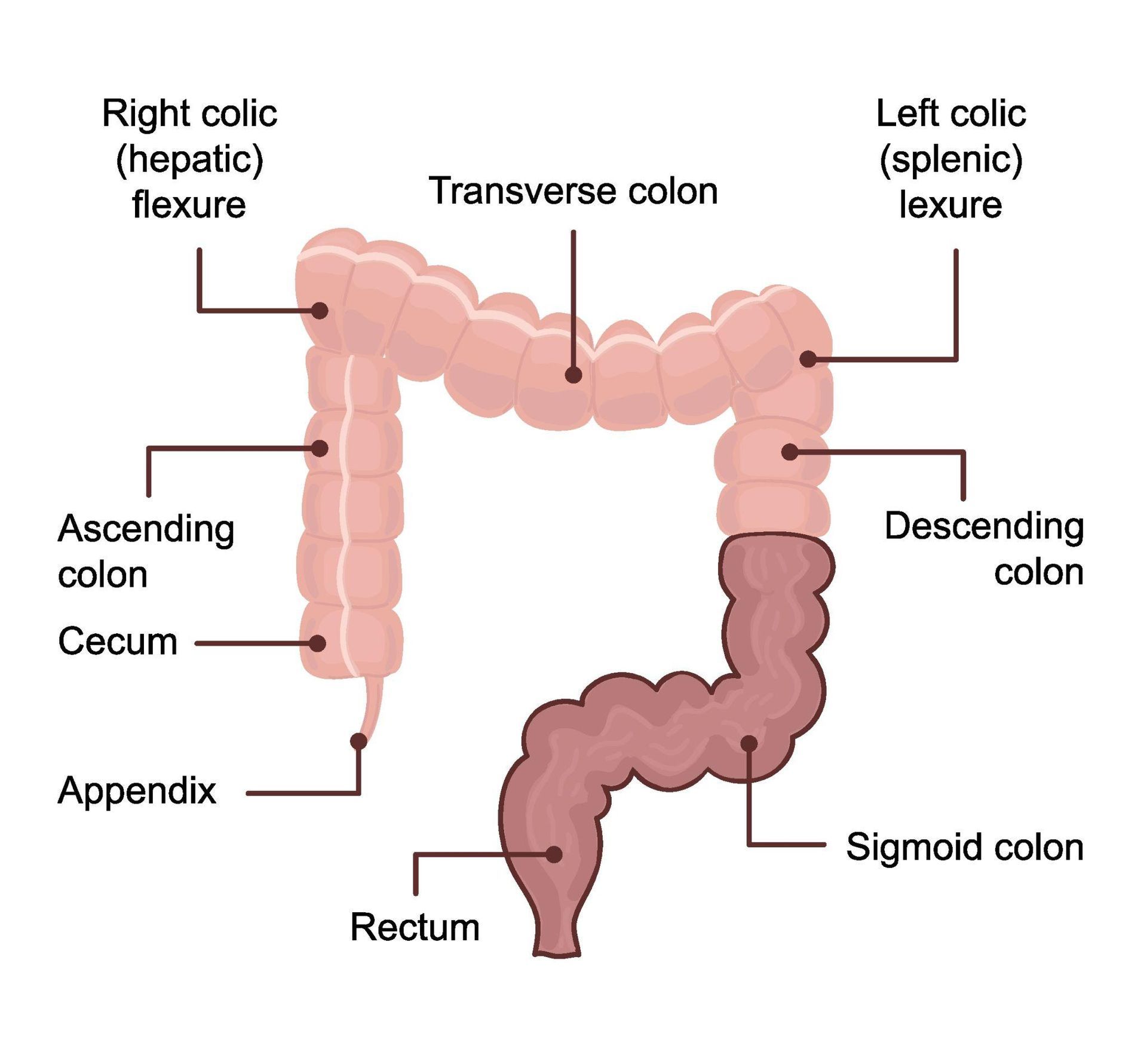 Diagram of the human colon with labeled sections, including ascending, transverse, and descending colon.