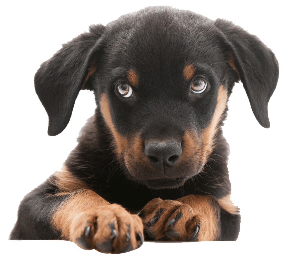 Adorable black and brown puppy — Oshkosh, WI — The Doggie Paddle