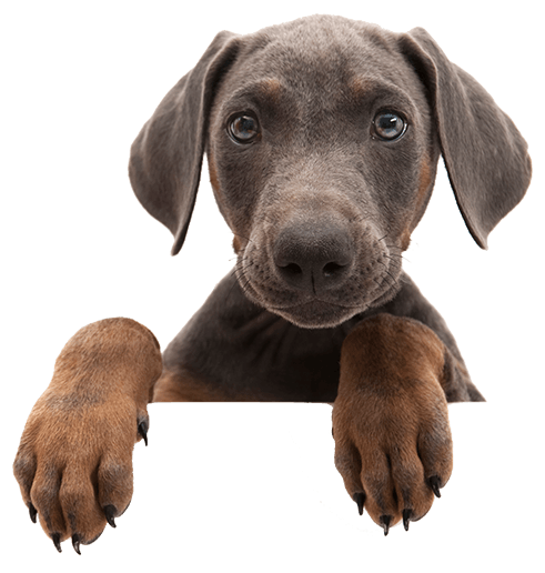 Cute brown dog — Oshkosh, WI — The Doggie Paddle