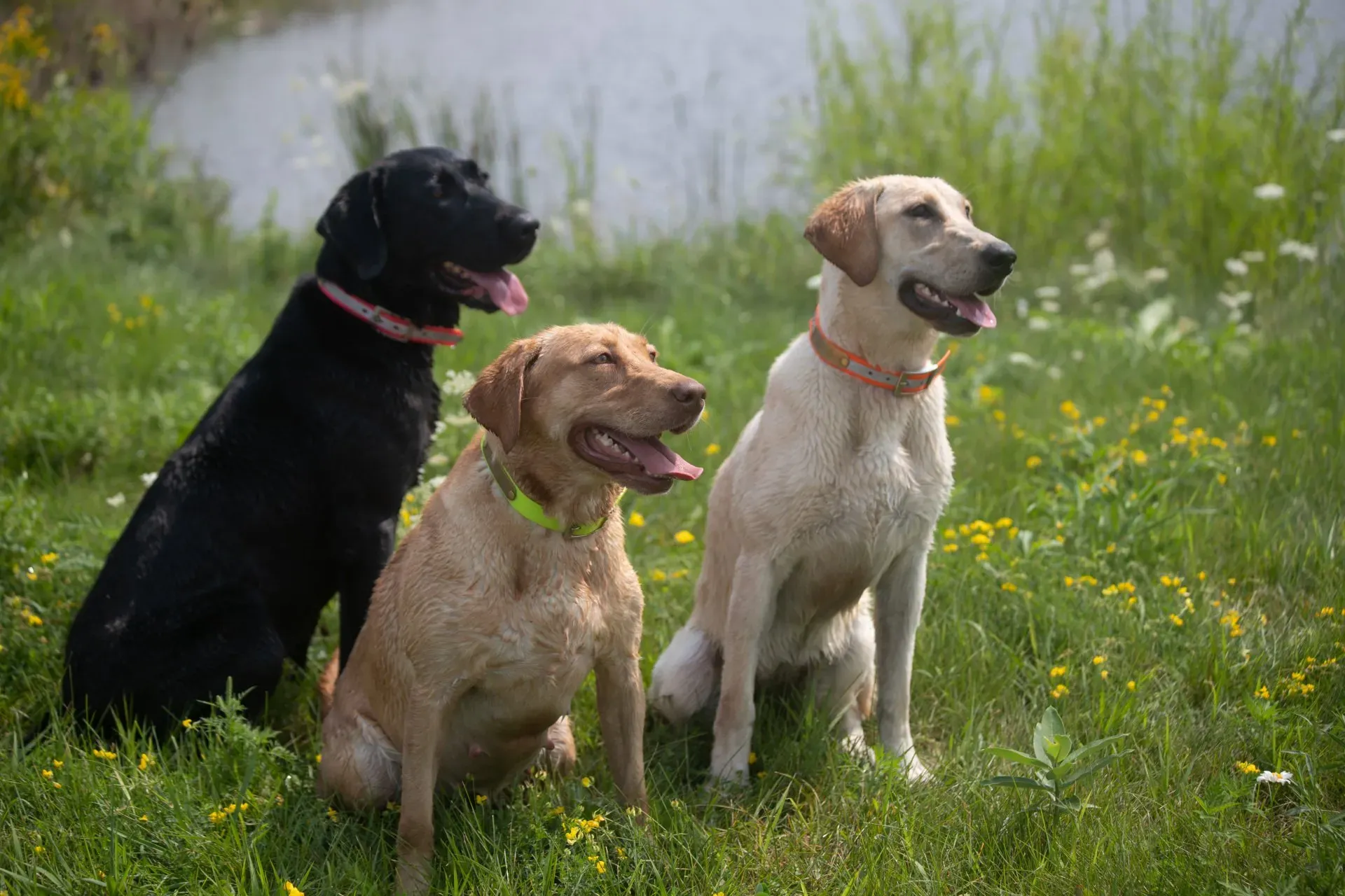 Group of dogs being happy — Oshkosh, WI — The Doggie Paddle