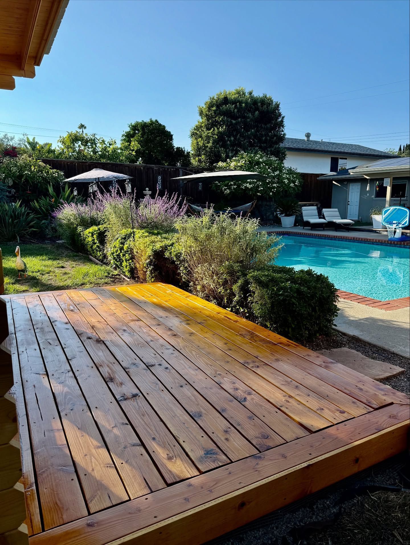 Wooden deck in backyard, overlooking pool, garden with lavender and shrubs under a sunny, blue sky.