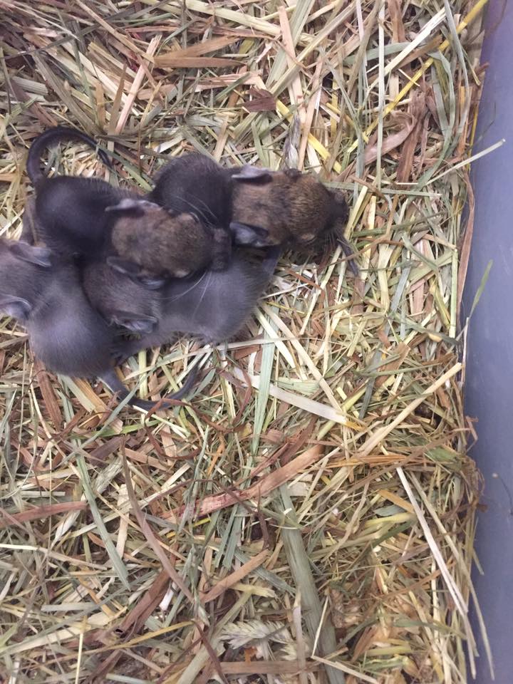 nido di scoiattolo con piccoli