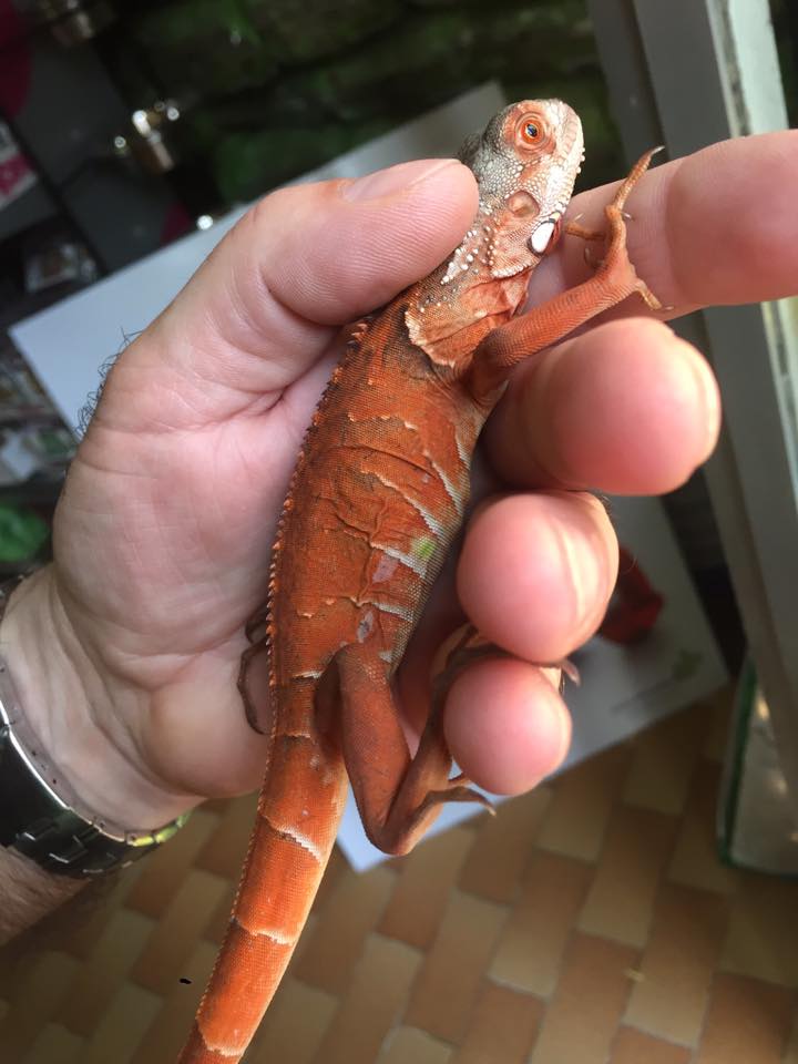 iguana arancione