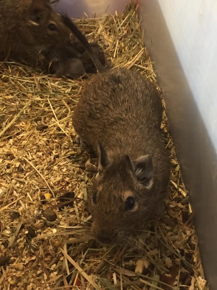 roditore nella gabbia