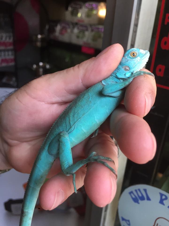 iguana blu