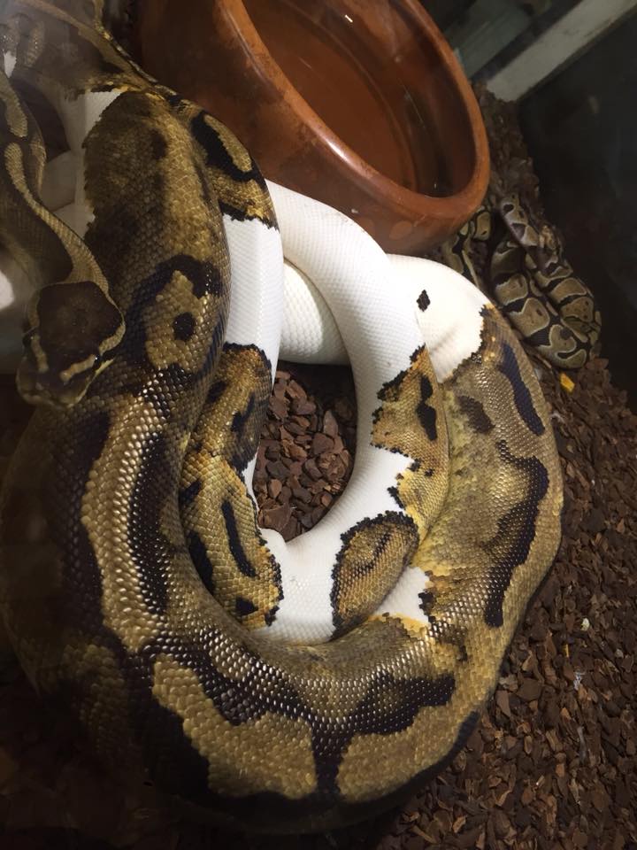 rettilario con serpente