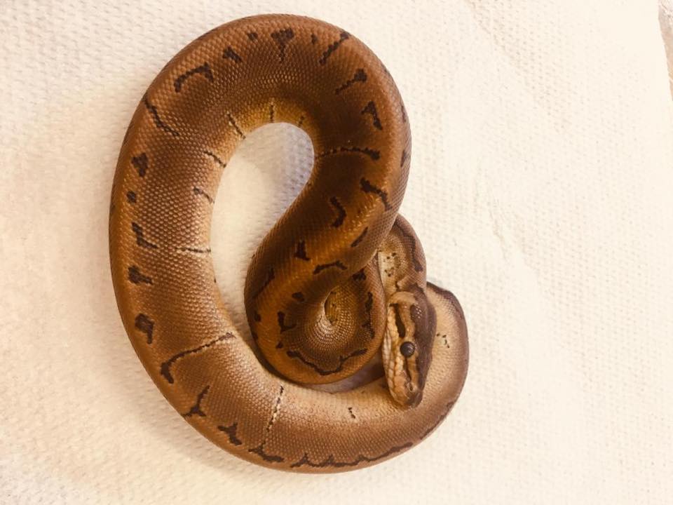 rettile attorcigliato