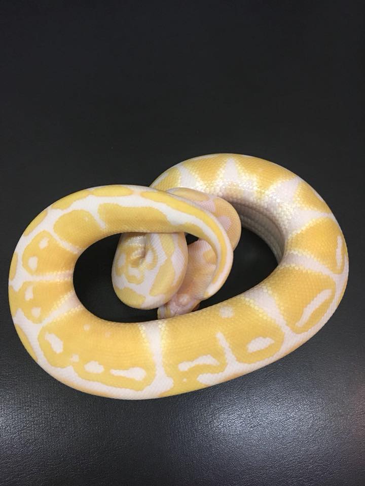 rettile albino