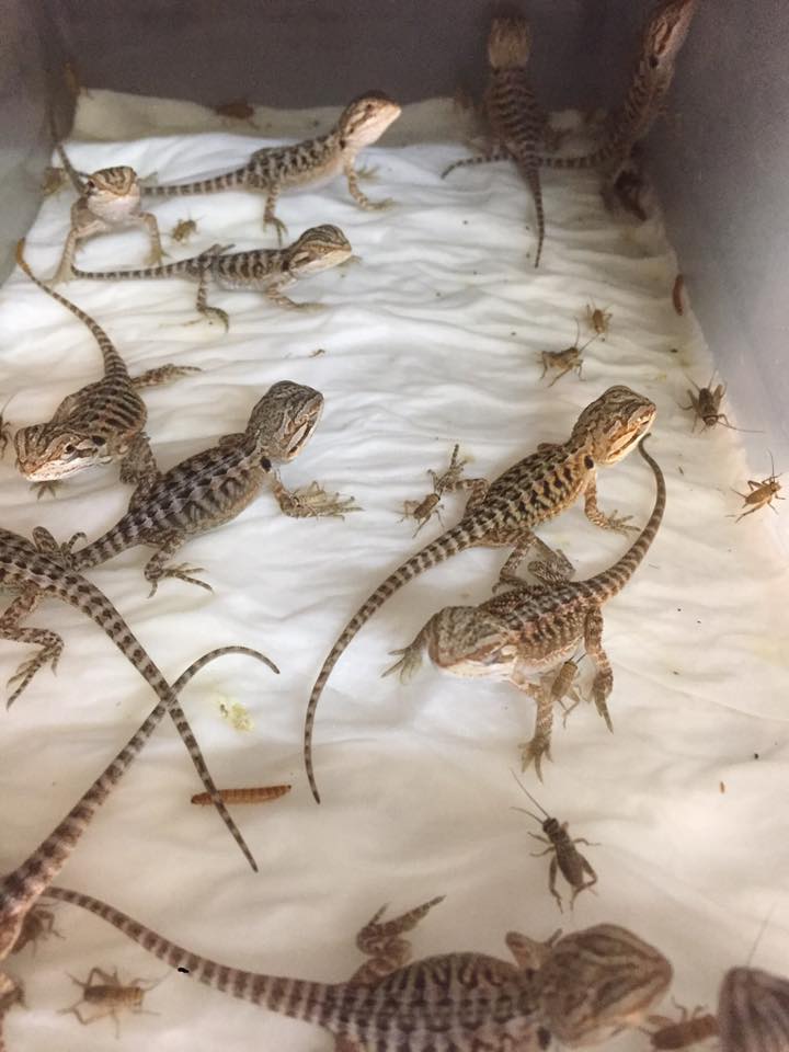 piccoli di iguana su carta