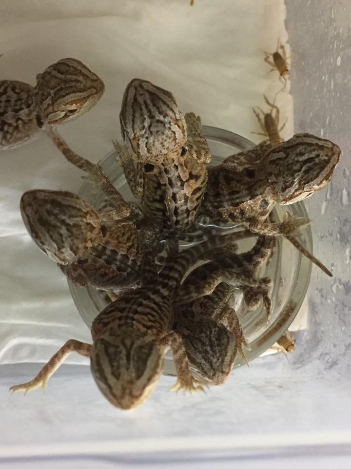 piccoli di geco in un bicchiere