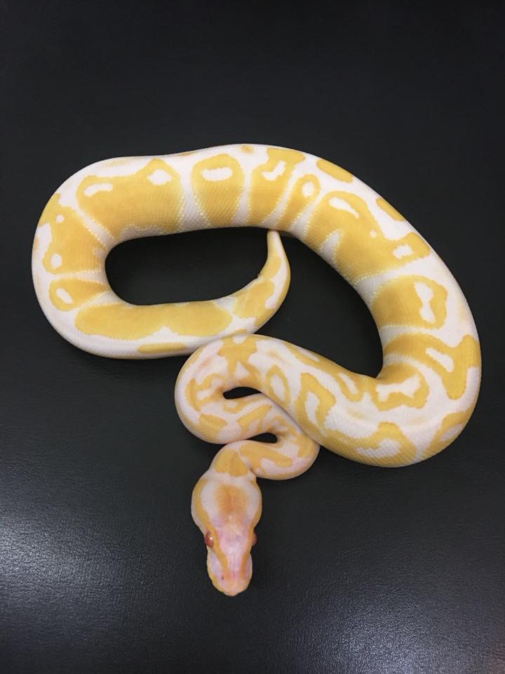 serpente albino solitario