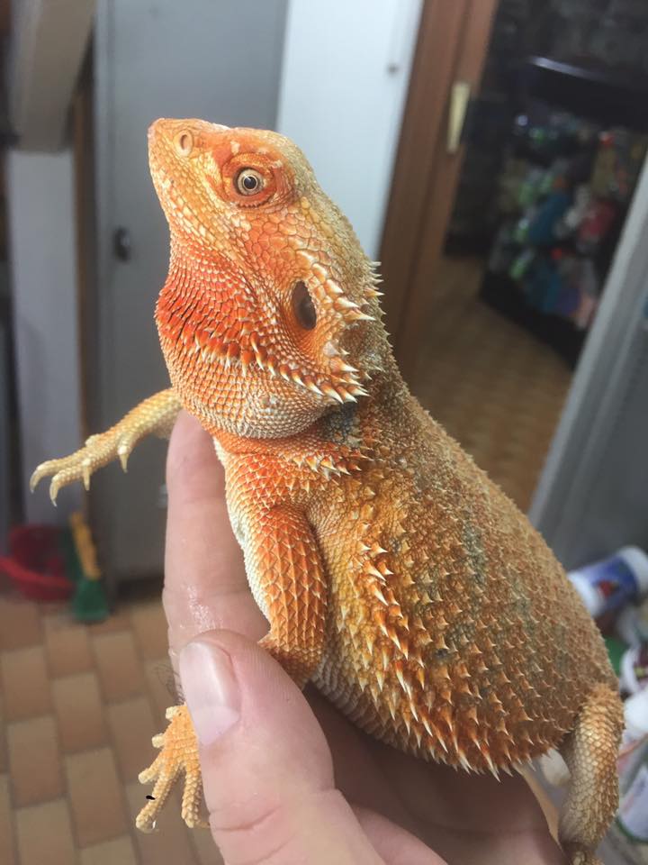 iguana verde tra le mani