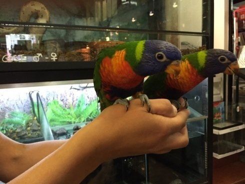 pappagalli arcobaleno
