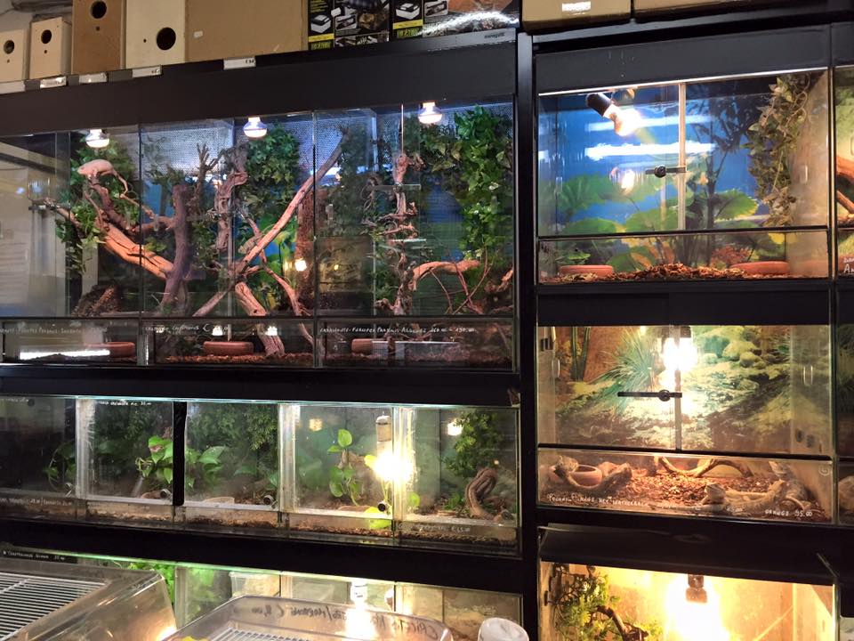 rettilari con serpenti