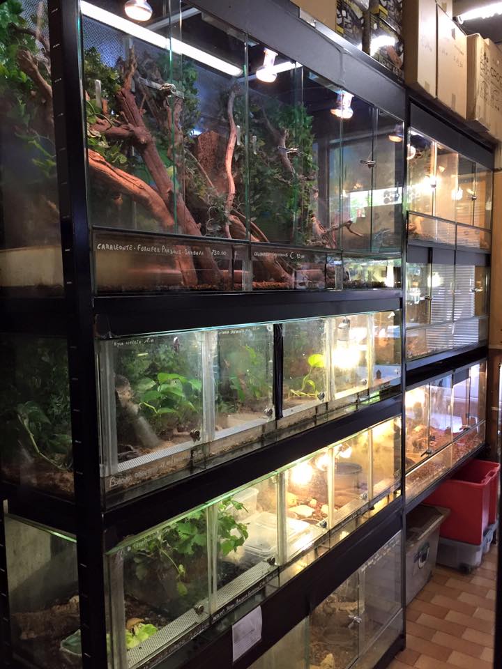 acquari con pesci esotici