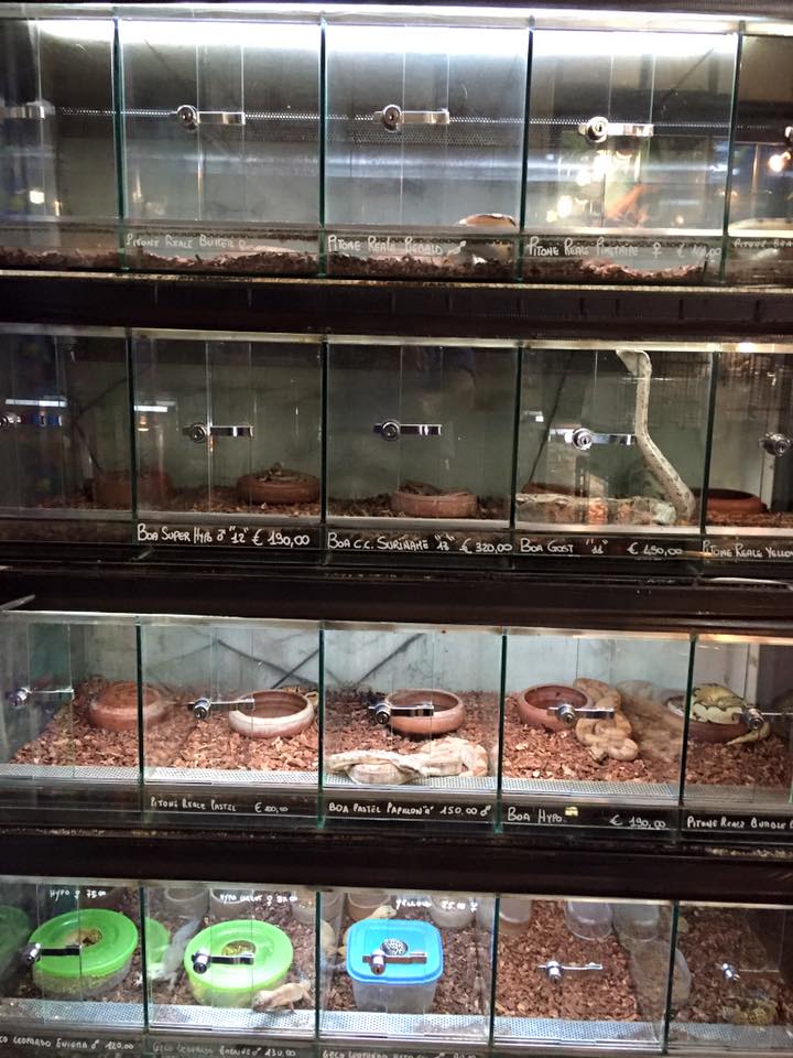 rettilari presso il pinguino