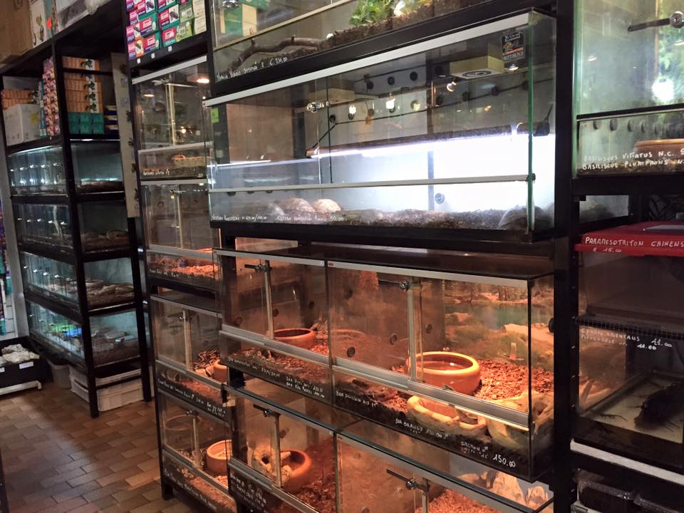 rettilari di diverse dimensioni