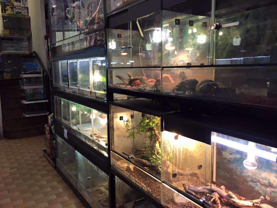 Acquari del negozio Il Pinguino