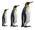 Pinguini Logo