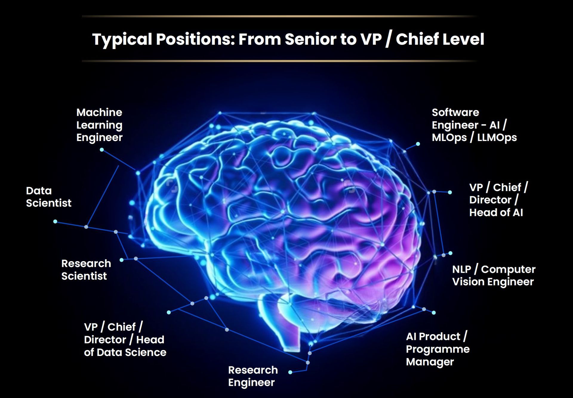 A diagram of a brain showing typical positions from senior to vp / chief level.