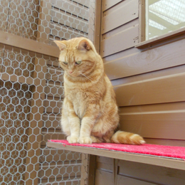 well-maintained cattery for the cats