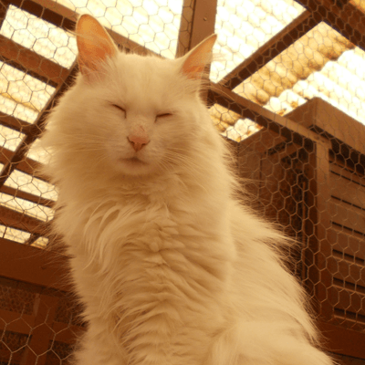 white colour fur cat