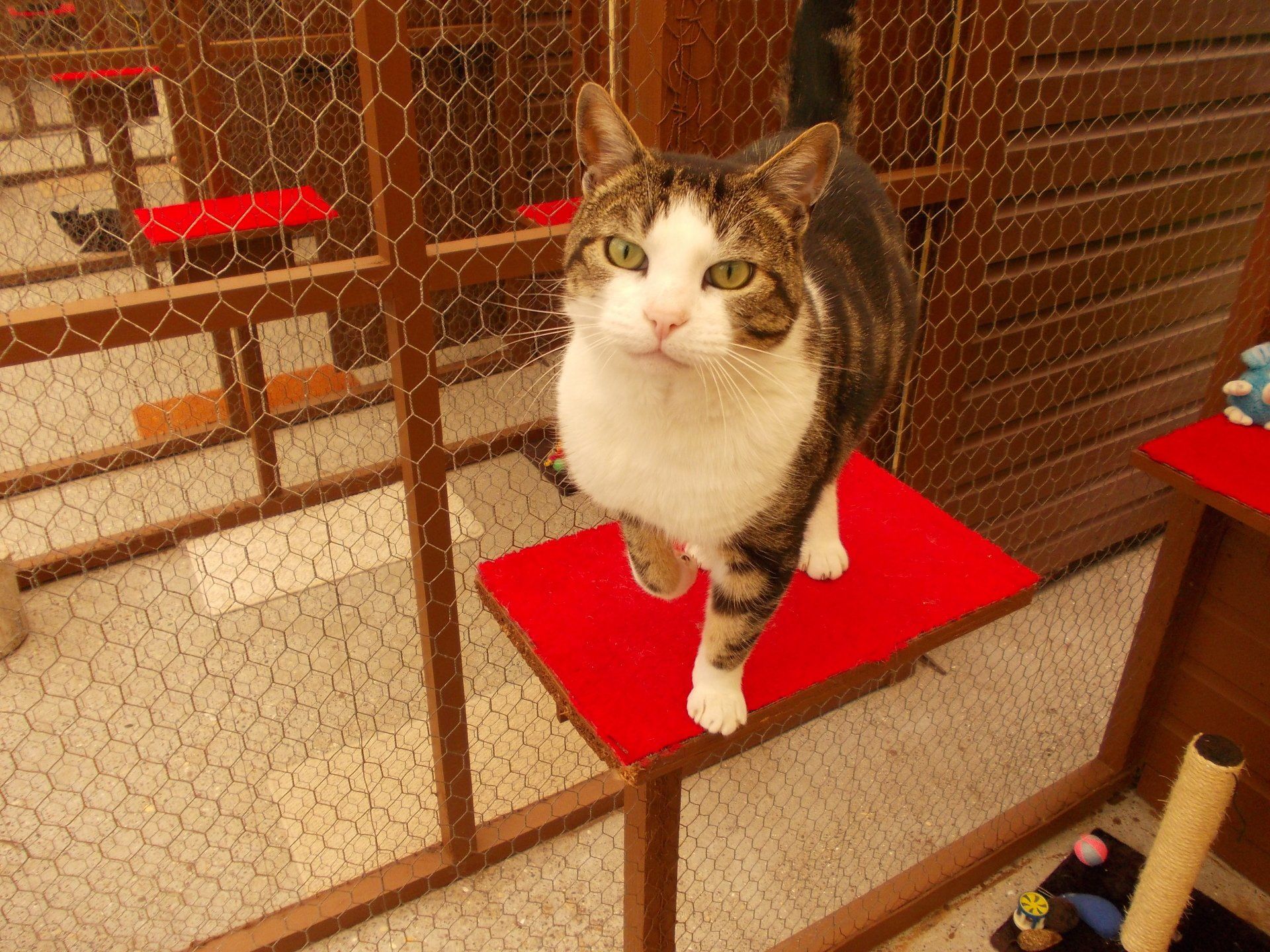 a cat standing on the table
