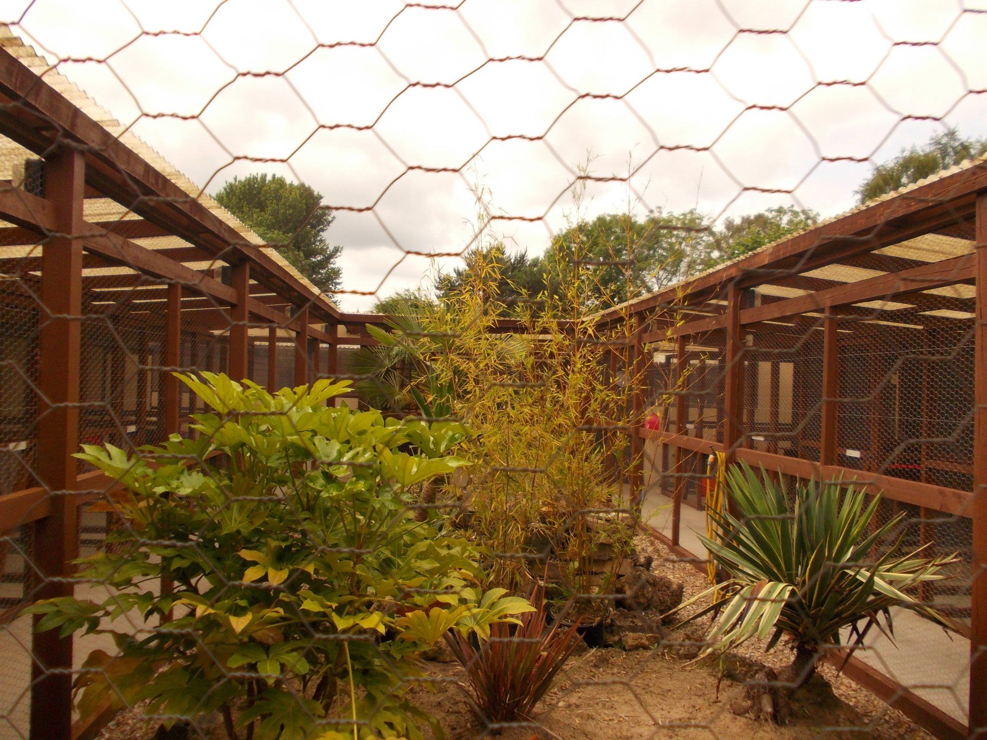 well-maintained cattery