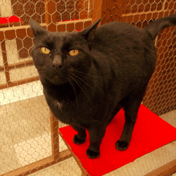 a black colour cat inside the cattery