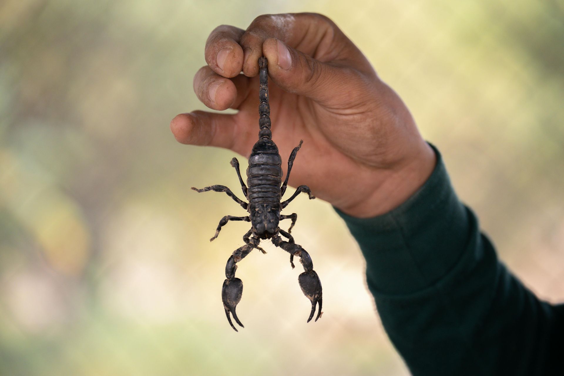 A person holding a large, black scorpion by the tail.