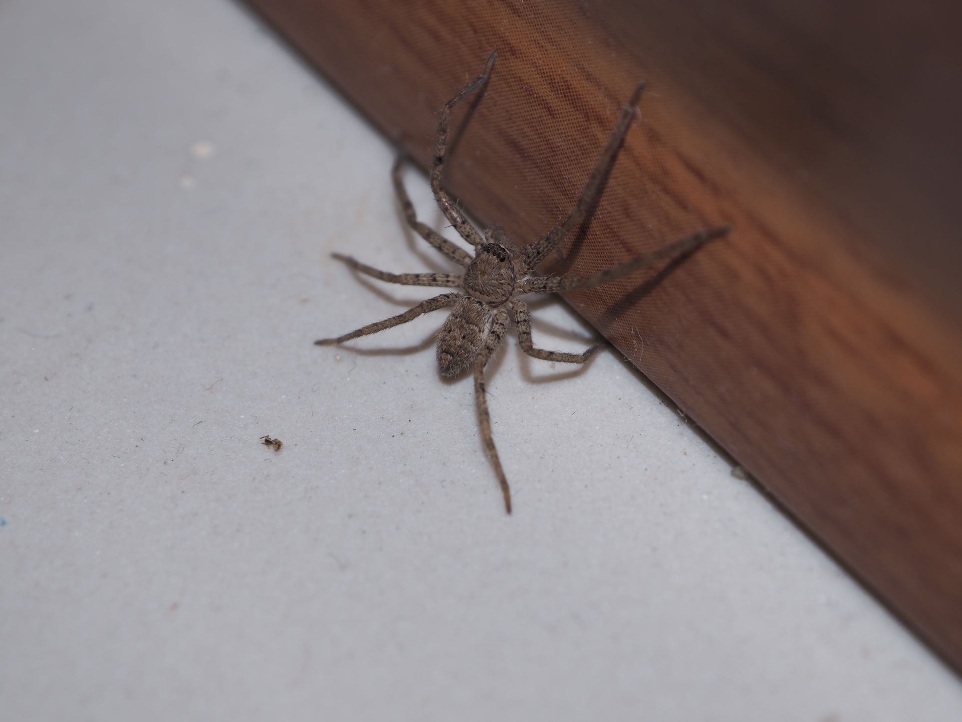 Spider on a white surface next to a wooden beam. It has long legs and a mottled gray body.
