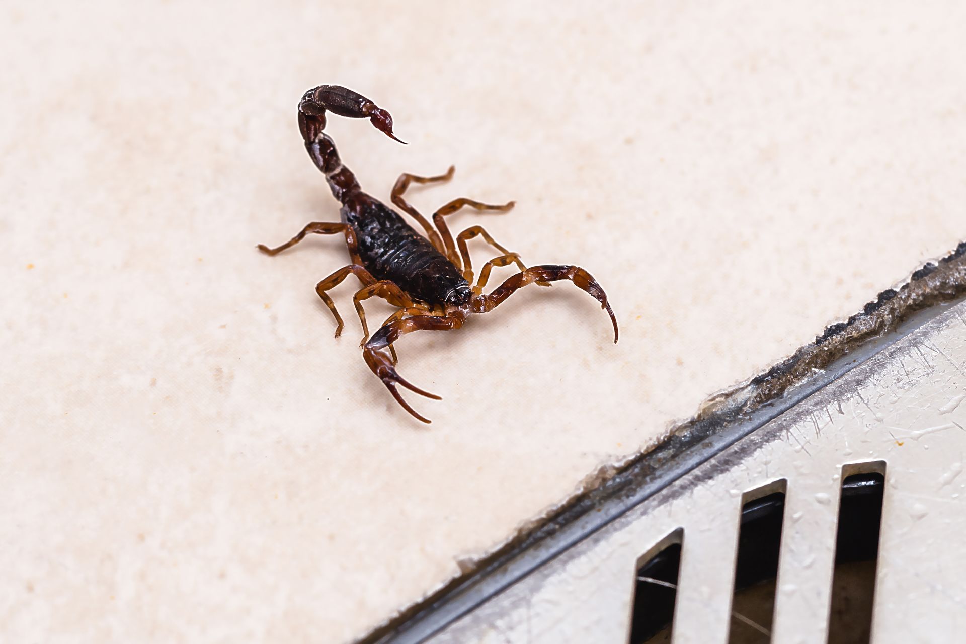 Scorpion on a light-colored tile surface, near a slotted drain.