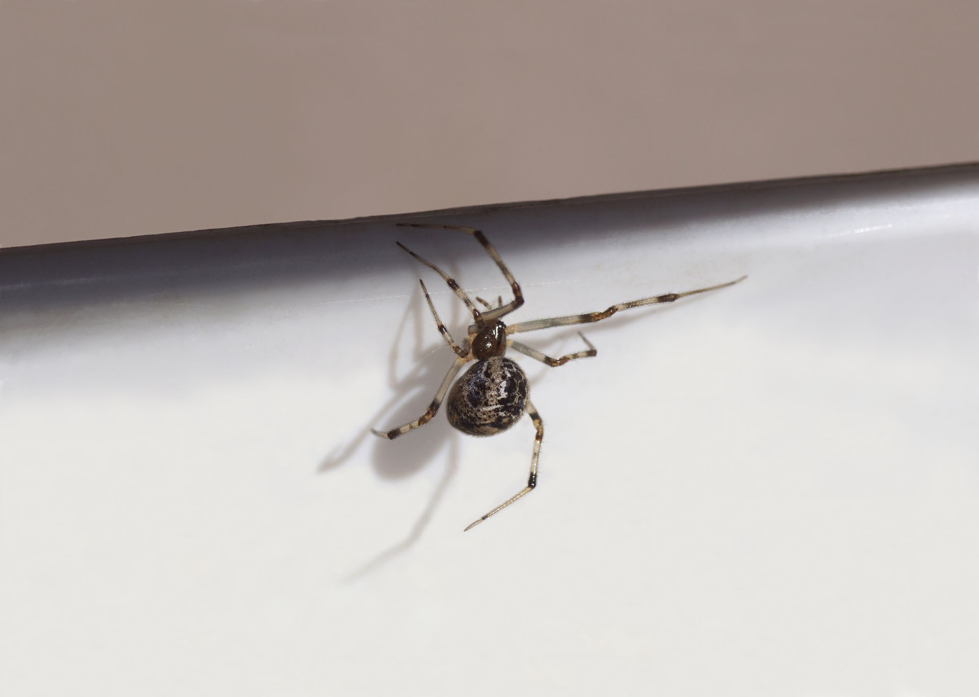 Spider with speckled body and long legs crawling on a white surface.