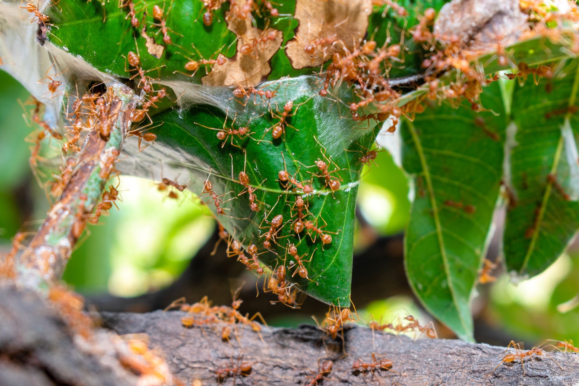 Red ants building nest with leaves, on a tree branch, with white webbing.