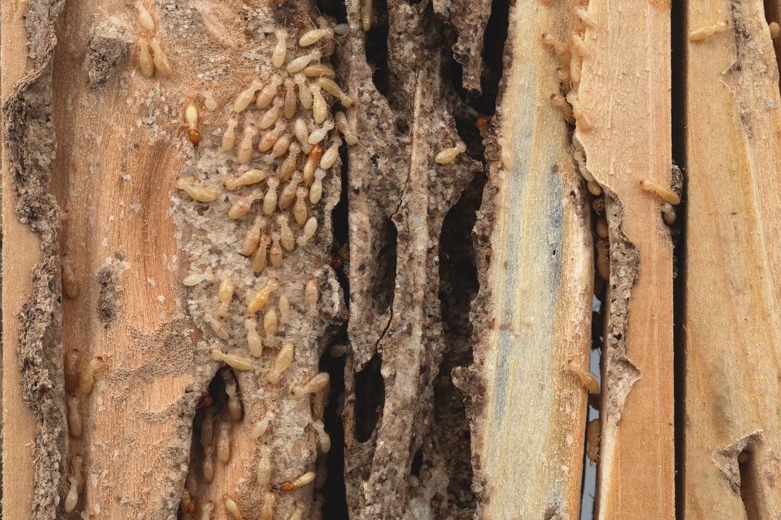 Termites infesting damaged wood, revealing tunnels and a swarm of the insects.