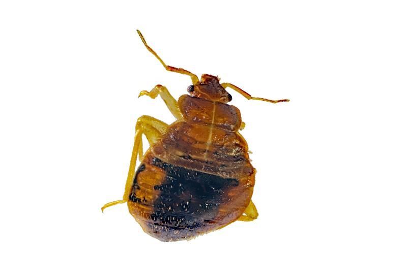 Bed bug, brown and black, on white background.