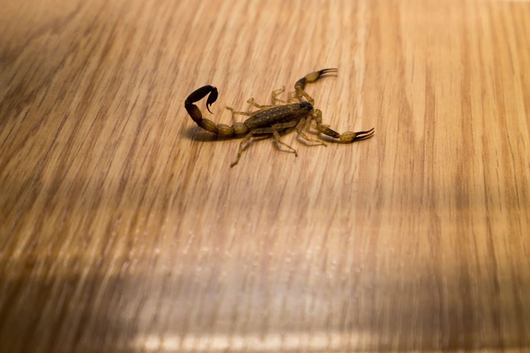 Scorpion on a wood surface, black tail curled up, tan body, pinchers extended.