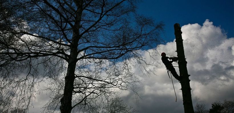 Worker up a tree with a harness cutting through branches in Penrith