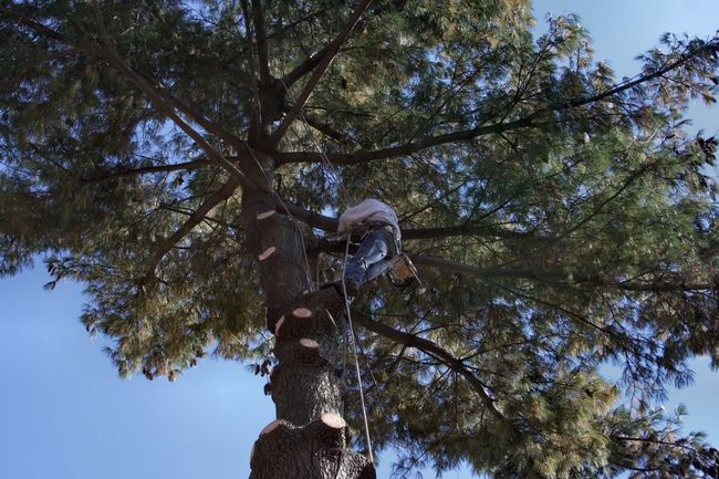 Picture of a worker high up in a tree with a rope and chainsaw completing tree lopping