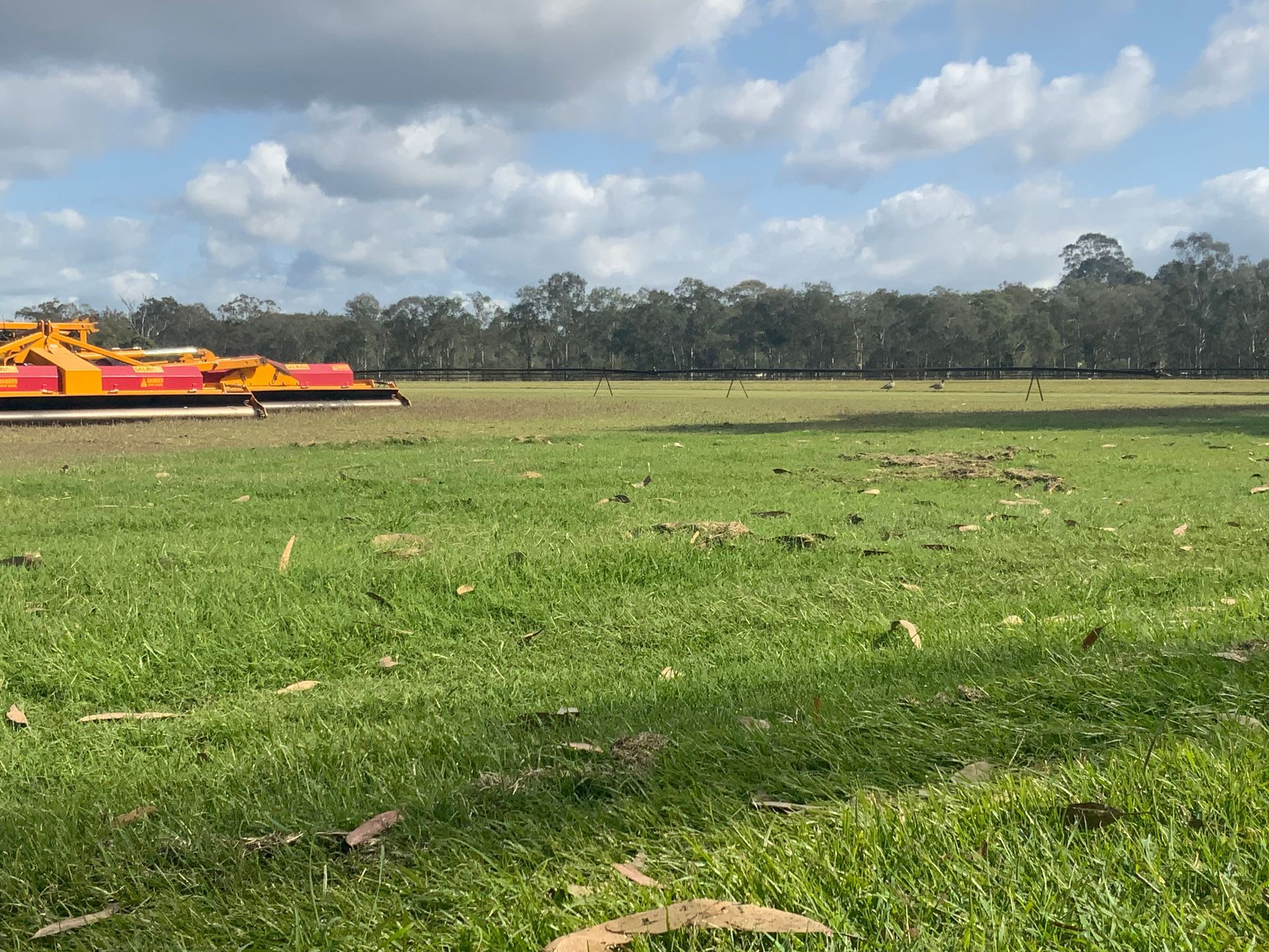 A Man Is Laying A Roll Of Turf On A Lawn — Joe's Turf In Ipswich, QLD
