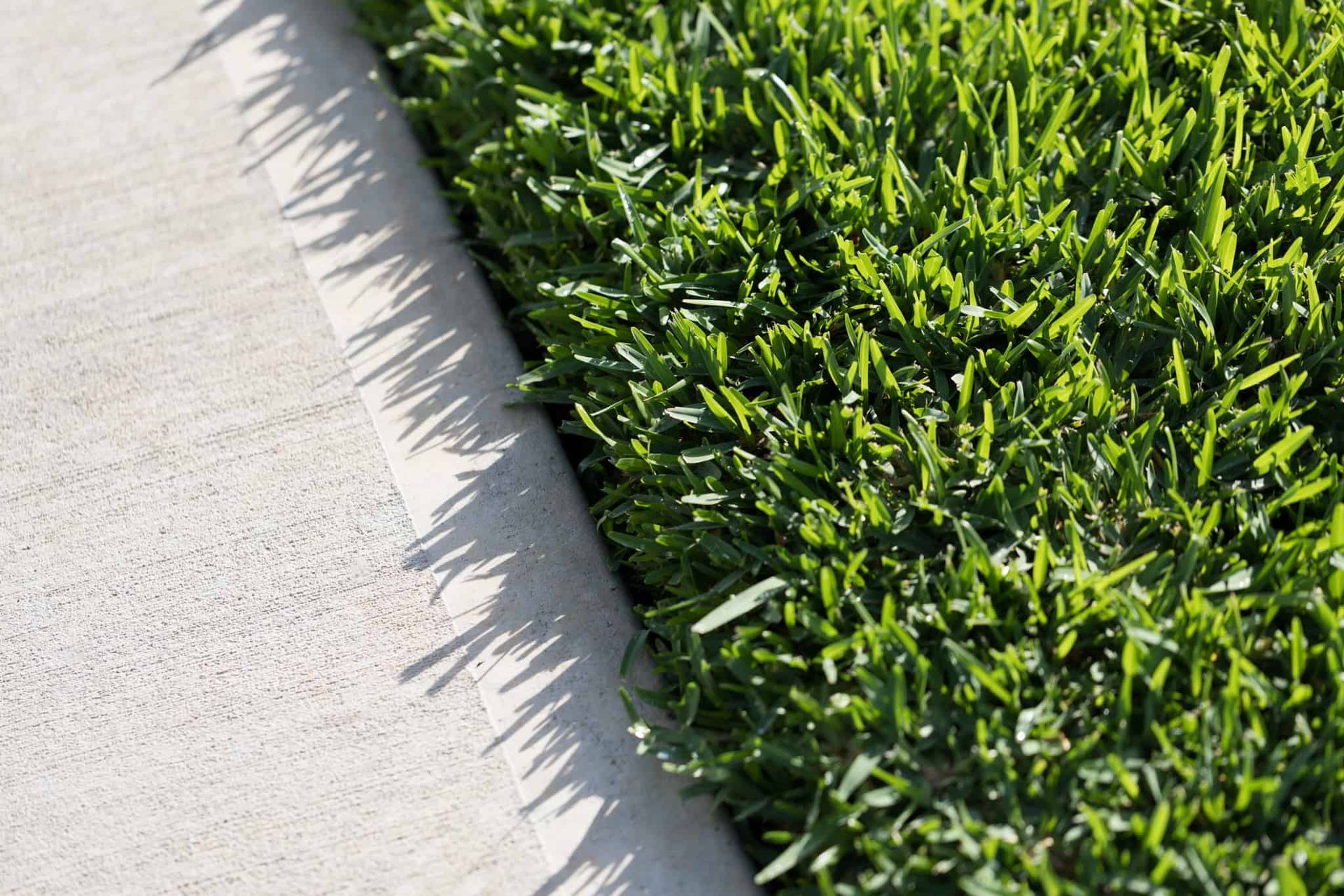 Sir Walter Buffalo — Joe's Turf In Spring Creek, QLD