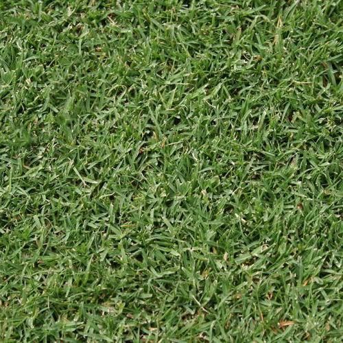 Wintergreen Couch — Joe's Turf In Spring Creek, QLD